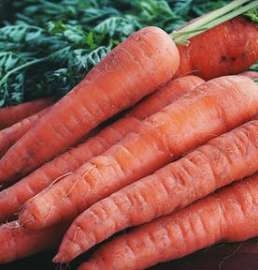Carrot